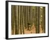 Stone Lantern, Bamboo Forest, Kamakura City, Kanagawa Prefecture, Honshu Island, Japan-Christian Kober-Framed Photographic Print