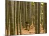 Stone Lantern, Bamboo Forest, Kamakura City, Kanagawa Prefecture, Honshu Island, Japan-Christian Kober-Mounted Photographic Print