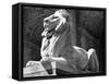 Stone Lion in Front of the New York Public Library-Alfred Eisenstaedt-Framed Stretched Canvas