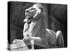 Stone Lion in Front of the New York Public Library-Alfred Eisenstaedt-Stretched Canvas