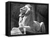 Stone Lion in Front of the New York Public Library-Alfred Eisenstaedt-Framed Stretched Canvas