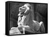 Stone Lion in Front of the New York Public Library-Alfred Eisenstaedt-Framed Stretched Canvas
