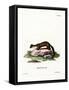 Stone Marten-null-Framed Stretched Canvas