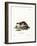 Stone Marten-null-Framed Giclee Print