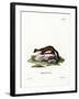 Stone Marten-null-Framed Giclee Print