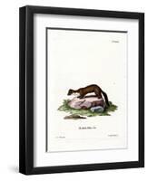 Stone Marten-null-Framed Premium Giclee Print