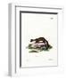 Stone Marten-null-Framed Premium Giclee Print