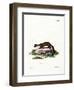 Stone Marten-null-Framed Giclee Print