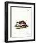 Stone Marten-null-Framed Giclee Print