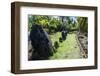 Stone Money on the Island of Yap, Federated States of Micronesia, Caroline Islands, Pacific-Michael Runkel-Framed Photographic Print