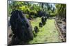 Stone Money on the Island of Yap, Federated States of Micronesia, Caroline Islands, Pacific-Michael Runkel-Mounted Photographic Print