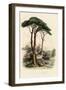 Stone Pine, Pinus Pinea, also known as the Italian Stone Pine, Umbrella Pine and Parasol Pine-French School-Framed Giclee Print