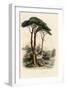 Stone Pine, Pinus Pinea, also known as the Italian Stone Pine, Umbrella Pine and Parasol Pine-French School-Framed Giclee Print