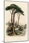 Stone Pine, Pinus Pinea, also known as the Italian Stone Pine, Umbrella Pine and Parasol Pine-French School-Mounted Giclee Print