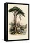 Stone Pine, Pinus Pinea, also known as the Italian Stone Pine, Umbrella Pine and Parasol Pine-French School-Framed Stretched Canvas