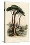 Stone Pine, Pinus Pinea, also known as the Italian Stone Pine, Umbrella Pine and Parasol Pine-French School-Stretched Canvas