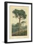 Stone Pine-William Henry James Boot-Framed Giclee Print