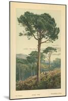 Stone Pine-William Henry James Boot-Mounted Giclee Print