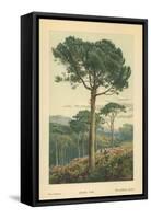 Stone Pine-William Henry James Boot-Framed Stretched Canvas