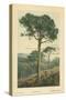 Stone Pine-William Henry James Boot-Stretched Canvas
