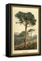 Stone Pine-W.h.j. Boot-Framed Stretched Canvas