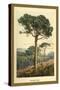 Stone Pine-W.h.j. Boot-Stretched Canvas
