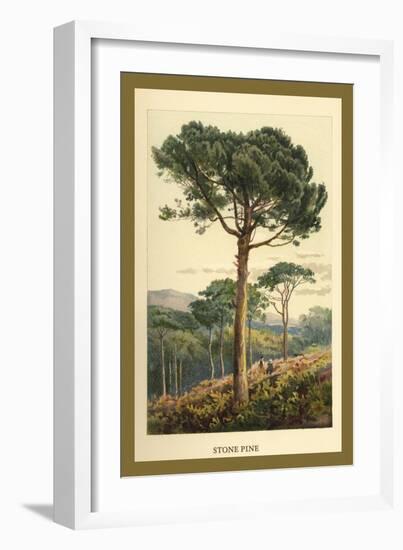 Stone Pine-W.h.j. Boot-Framed Art Print