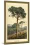 Stone Pine-W.h.j. Boot-Mounted Art Print