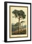 Stone Pine-W.h.j. Boot-Framed Art Print