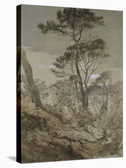 Stone Pines at Sestri-John Ruskin-Stretched Canvas