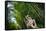 Stone Qi Ling Statue, a Mythical Lion, at Yunqi Bamboo Forest in Hangzhou, Zhejiang, China, Asia-Andreas Brandl-Framed Stretched Canvas