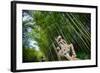 Stone Qi Ling Statue, a Mythical Lion, at Yunqi Bamboo Forest in Hangzhou, Zhejiang, China, Asia-Andreas Brandl-Framed Photographic Print