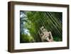 Stone Qi Ling Statue, a Mythical Lion, at Yunqi Bamboo Forest in Hangzhou, Zhejiang, China, Asia-Andreas Brandl-Framed Photographic Print