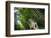 Stone Qi Ling Statue, a Mythical Lion, at Yunqi Bamboo Forest in Hangzhou, Zhejiang, China, Asia-Andreas Brandl-Framed Premium Photographic Print