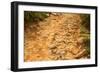 Stone Road-null-Framed Photographic Print