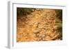 Stone Road-null-Framed Photographic Print