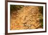 Stone Road-null-Framed Photographic Print