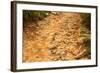 Stone Road-null-Framed Photographic Print