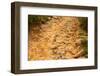 Stone Road-null-Framed Photographic Print