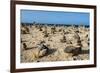 Stone Set Up on Shore, Aruba, ABC Islands, Netherlands Antilles, Caribbean, Central America-Michael Runkel-Framed Photographic Print