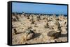 Stone Set Up on Shore, Aruba, ABC Islands, Netherlands Antilles, Caribbean, Central America-Michael Runkel-Framed Stretched Canvas