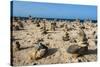 Stone Set Up on Shore, Aruba, ABC Islands, Netherlands Antilles, Caribbean, Central America-Michael Runkel-Stretched Canvas