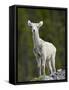 Stone Sheep (Ovis Dalli Stonei) Lamb, Muncho Lake Provincial Park, British Columbia, Canada-James Hager-Framed Stretched Canvas