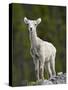 Stone Sheep (Ovis Dalli Stonei) Lamb, Muncho Lake Provincial Park, British Columbia, Canada-James Hager-Stretched Canvas