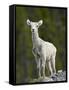 Stone Sheep (Ovis Dalli Stonei) Lamb, Muncho Lake Provincial Park, British Columbia, Canada-James Hager-Framed Stretched Canvas