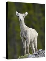 Stone Sheep (Ovis Dalli Stonei) Lamb, Muncho Lake Provincial Park, British Columbia, Canada-James Hager-Stretched Canvas