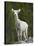 Stone Sheep (Ovis Dalli Stonei) Lamb, Muncho Lake Provincial Park, British Columbia, Canada-James Hager-Stretched Canvas