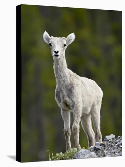 Stone Sheep (Ovis Dalli Stonei) Lamb, Muncho Lake Provincial Park, British Columbia, Canada-James Hager-Stretched Canvas