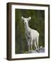 Stone Sheep (Ovis Dalli Stonei) Lamb, Muncho Lake Provincial Park, British Columbia, Canada-James Hager-Framed Photographic Print