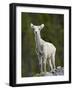 Stone Sheep (Ovis Dalli Stonei) Lamb, Muncho Lake Provincial Park, British Columbia, Canada-James Hager-Framed Photographic Print